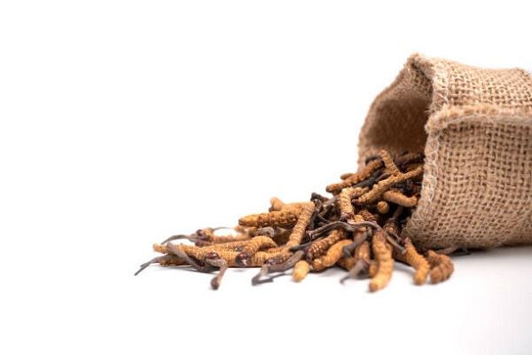 Polisakkarit ve Cordycepin Nasıl Çıkarılır?