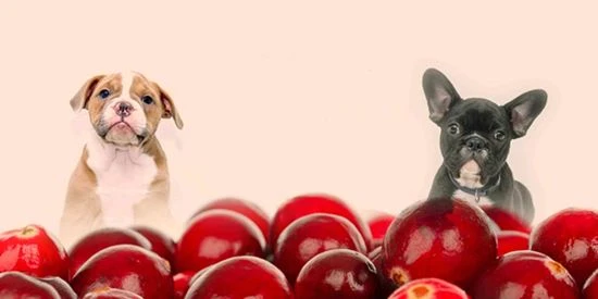 Köpekler Kızılcık Özü Alabilir mi?